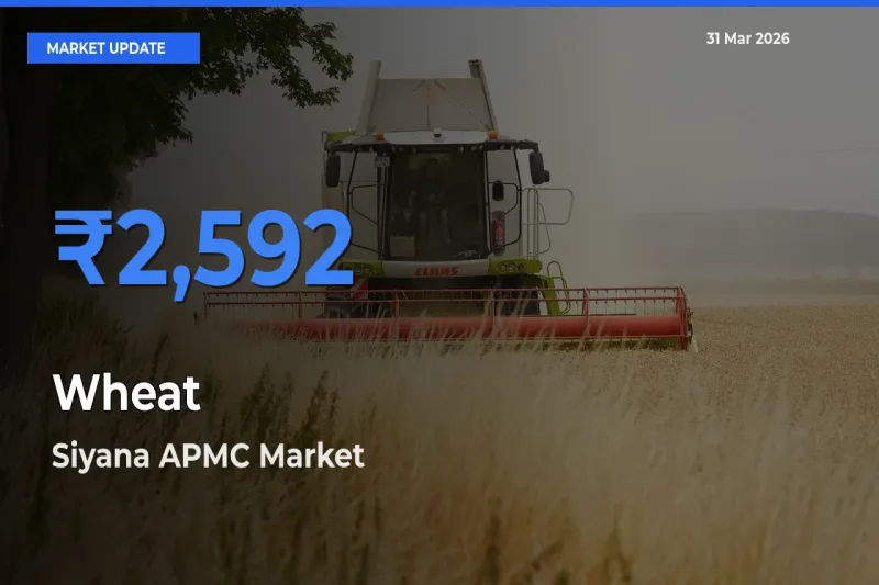Siyana APMC Emerges as Top Mandi for Wheat Prices Today
