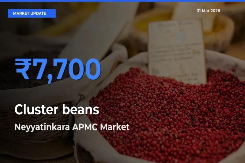 Top Performer! Neyyatinkara APMC Offers Best Cluster beans Price Today