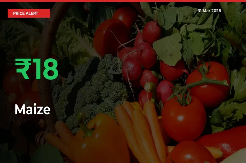 Maize Mandi Rate Today: Prices Jump 17.65% at Market