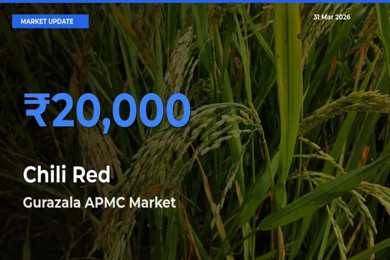 Gurazala APMC Emerges as Top Mandi for Chili Red Prices Today