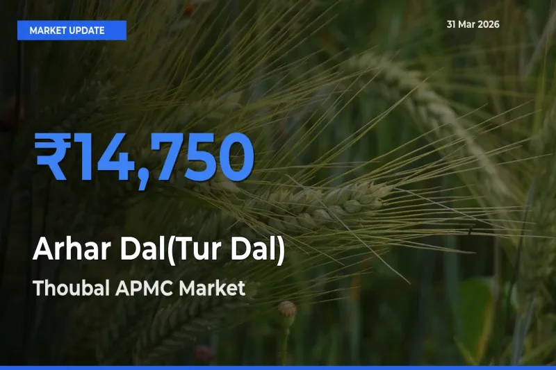 Thoubal APMC Tops Arhar Dal(Tur Dal) Mandi Rates Today