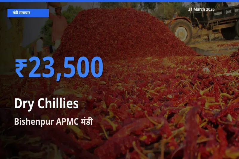 बाज़ार संकेत: Bishenpur APMC बना सूखी लाल मिर्च के लिए आज की टॉप मंडी