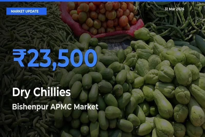 Bishenpur APMC Leads as Top Mandi for Dry Chillies Prices