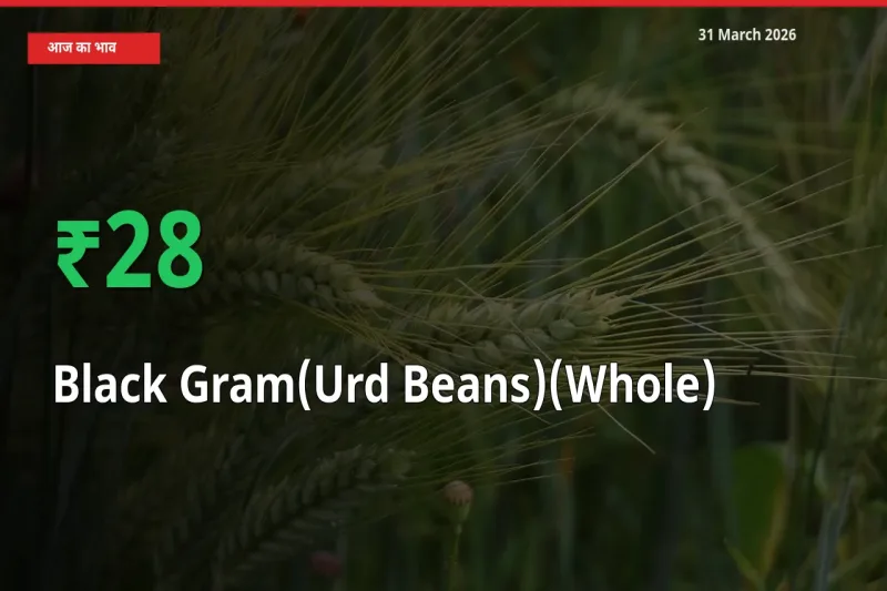 किसानों के लिए खुशखबरी! स्थानीय मंडी में साबुत उड़द 28.26% उछला