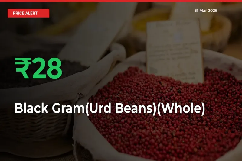 Black Gram(Urd Beans)(Whole) Mandi Rate Today: Prices Jump 28.26% at Market