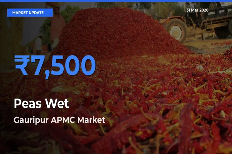 Gauripur APMC Leads as Top Mandi for Peas Wet Prices