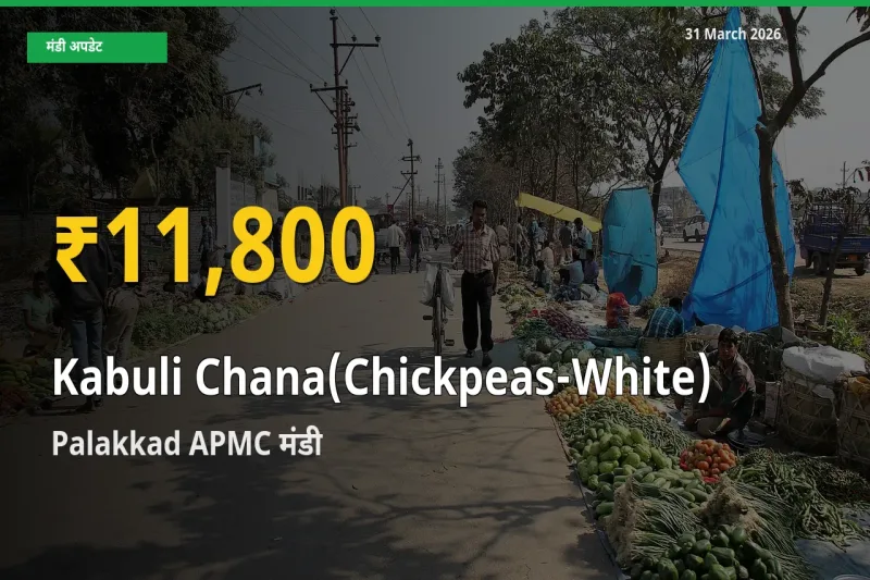 30 दिनों में सबसे ऊँचे स्तर पर काबुली चना के दाम, Palakkad APMC में उछाल