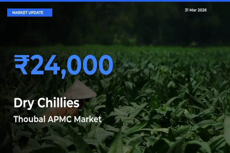Thoubal APMC Offers ₹24,000 – Highest Dry Chillies Rate Today