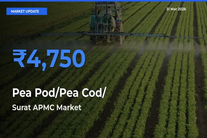 Surat APMC Records Highest ₹4,750 Rate for Pea Pod/Pea Cod/हरी मटर