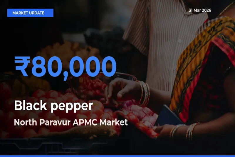 Farmers Prefer North Paravur APMC as Black pepper Hits Highest Rate