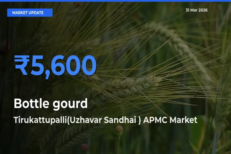 Tirukattupalli(Uzhavar Sandhai ) APMC Tops Bottle gourd Rates – March 31 Market Update