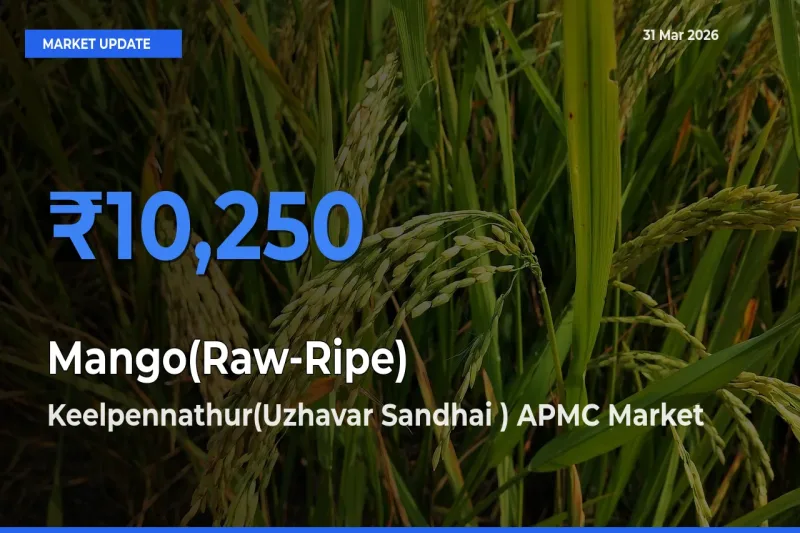 Market Watch: Keelpennathur(Uzhavar Sandhai ) APMC Becomes Top Mandi for Mango(Raw-Ripe)
