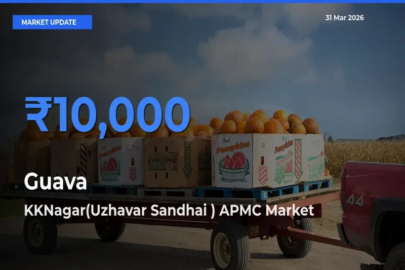 KKNagar(Uzhavar Sandhai ) APMC Emerges as Top Mandi for Guava Prices Today