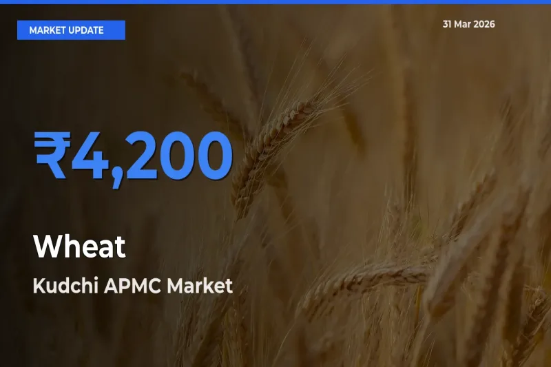 Farmers Prefer Kudchi APMC as Wheat Hits Highest Rate