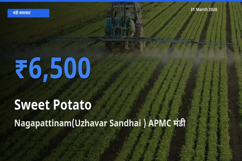 आज का मंडी भाव: शकरकंद के सबसे ज़्यादा दाम Nagapattinam(Uzhavar Sandhai ) APMC में