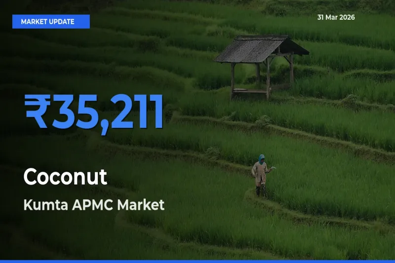 Kumta APMC Emerges as Top Mandi for Coconut Prices Today