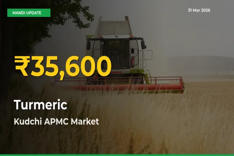 Kudchi APMC Leads as Turmeric Hits Highest Rate – March 31 Update