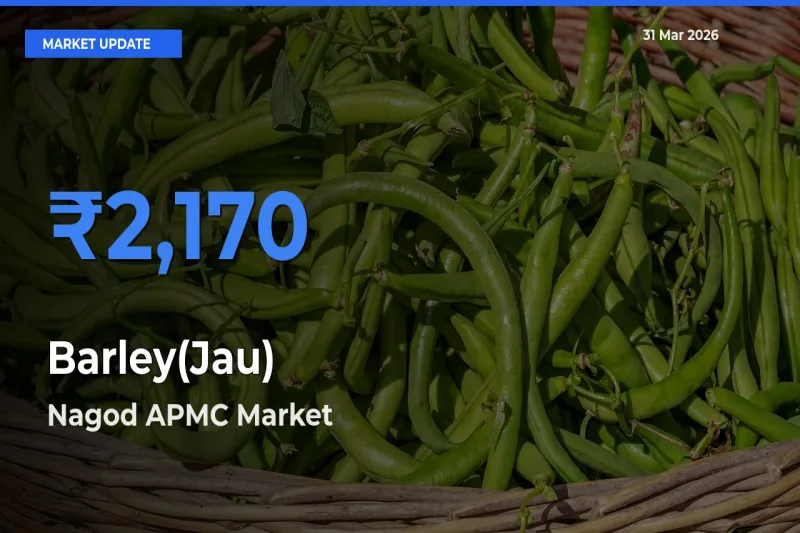 Nagod APMC Records Highest ₹2,170 Rate for Barley(Jau)