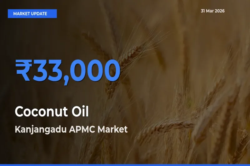 Kanjangadu APMC Tops Coconut Oil Rates – March 31 Market Update