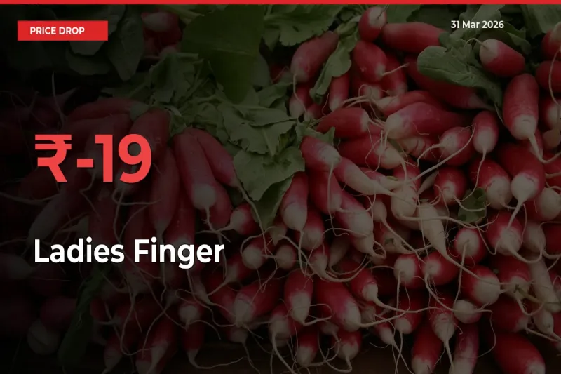 Ladies Finger Prices Drop 18.52% – March 31 Market Update from Mandis