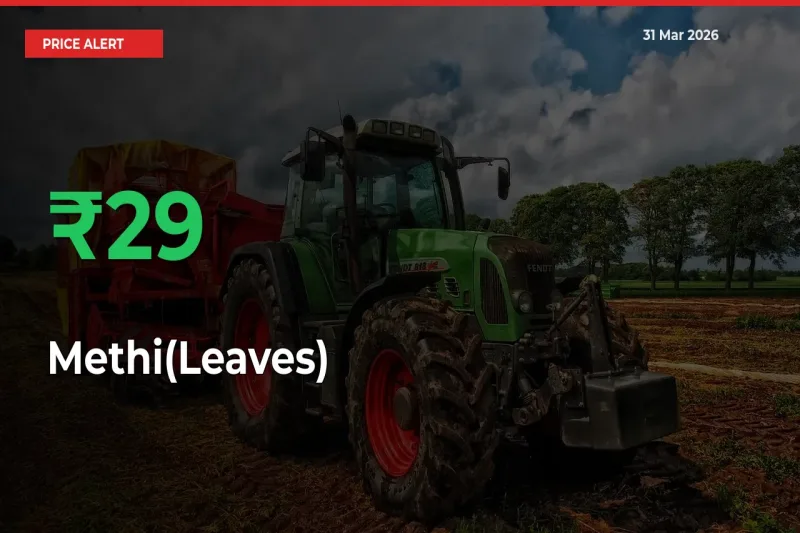 Methi(Leaves) Mandi Rate Today: Prices Jump 28.62% at Market