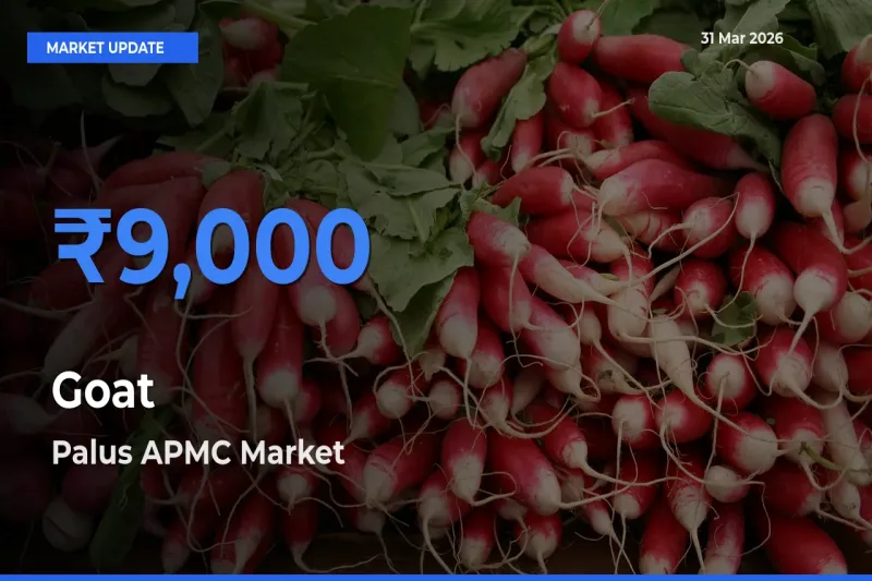 Top Performer! Palus APMC Offers Best Goat Price Today