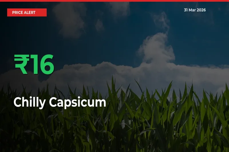 Sudden 15.74% Rally in Chilly Capsicum Prices Across Mandis