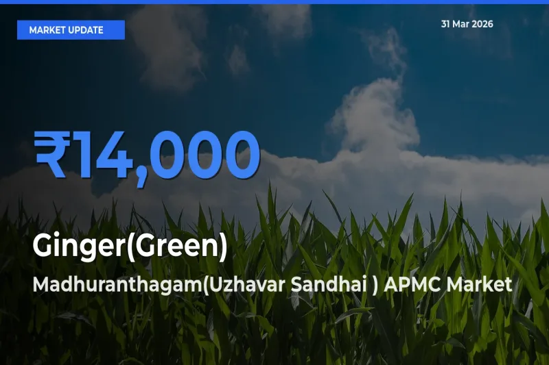 Ginger(Green) Mandi Rate Today: Madhuranthagam(Uzhavar Sandhai ) APMC Tops the List