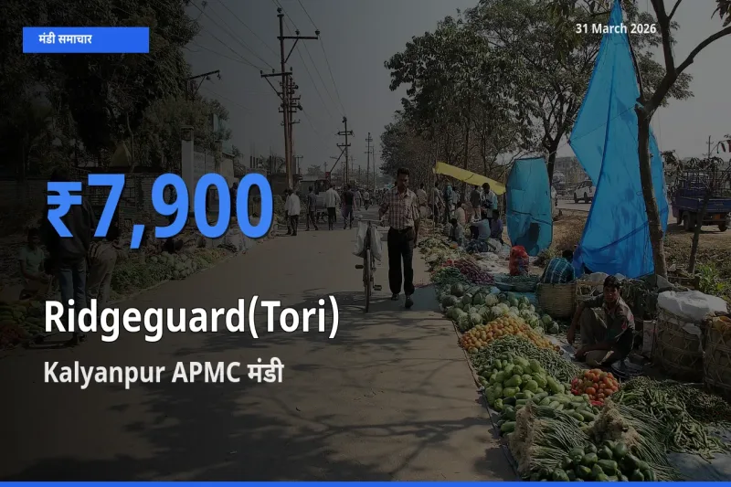 आज तोरई के सबसे ज़्यादा दाम Kalyanpur APMC मंडी में दर्ज