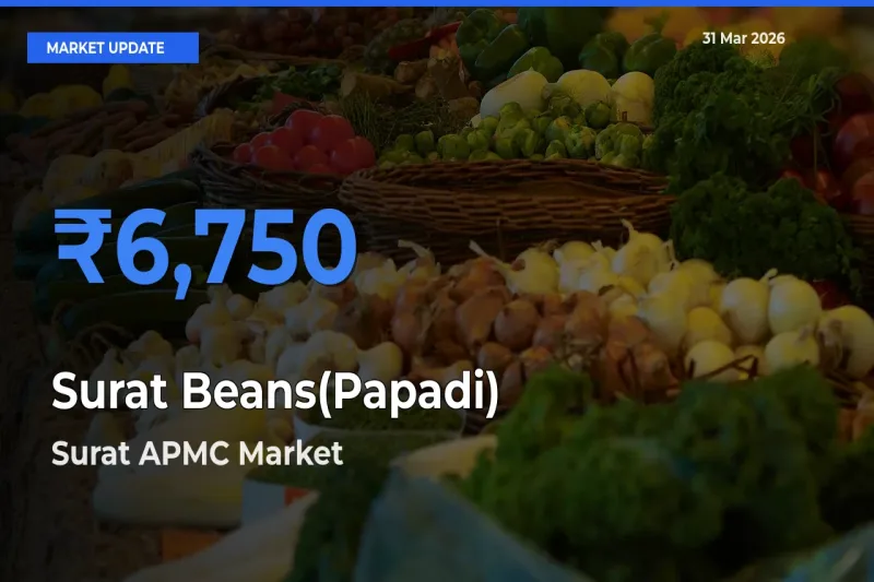 Surat APMC Tops Surat Beans(Papadi) Rates – March 31 Market Update