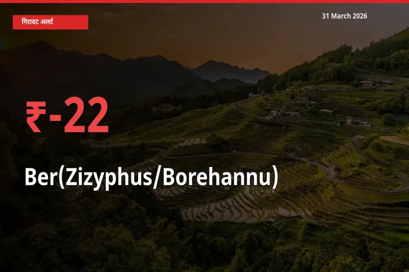 बेर के दाम प्रमुख मंडी में 22.35% गिरे, 24 घंटे में बड़ा बदलाव