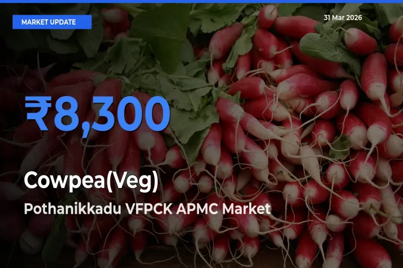 Pothanikkadu VFPCK APMC Offers ₹8,300 – Highest Cowpea(Veg) Rate Today