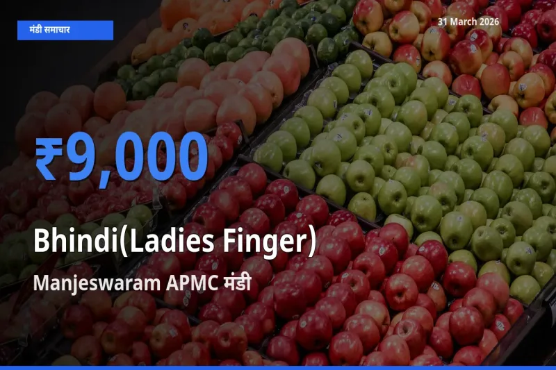 आज भिंडी के सबसे ज़्यादा दाम Manjeswaram APMC मंडी में दर्ज