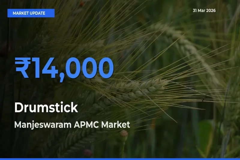 Farmers Prefer Manjeswaram APMC as Drumstick Hits Highest Rate