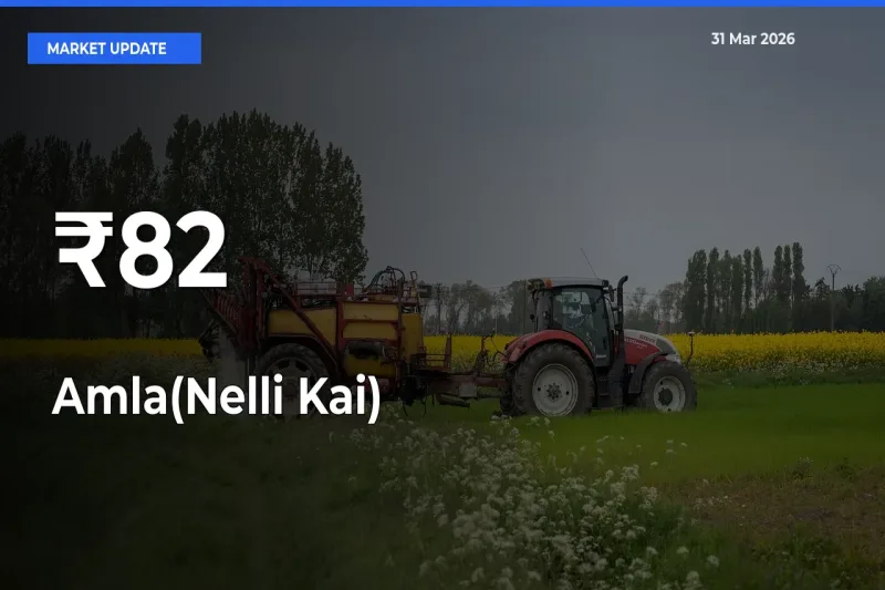 Amla(Nelli Kai) Mandi Trend Today: Prices Shift Across Multiple Markets
