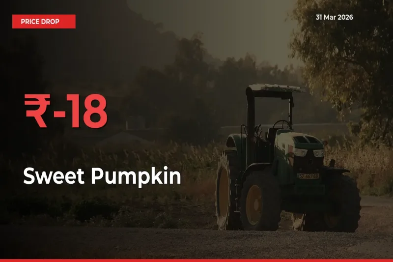 Sweet Pumpkin Prices Drop 18.11% in 24 Hours at Major Mandis
