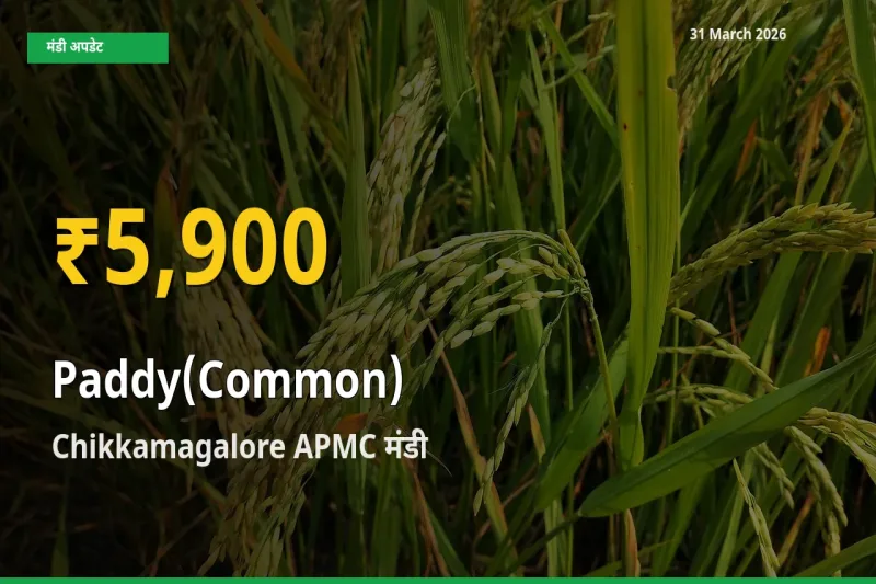 आज का मंडी भाव: Chikkamagalore APMC में धान (सामान्य) सबसे ऊँचे स्तर पर