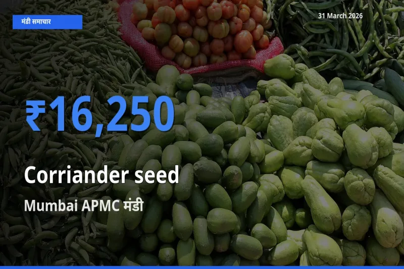 31 March अपडेट: साबुत धनिया के सबसे ऊँचे दाम Mumbai APMC मंडी में