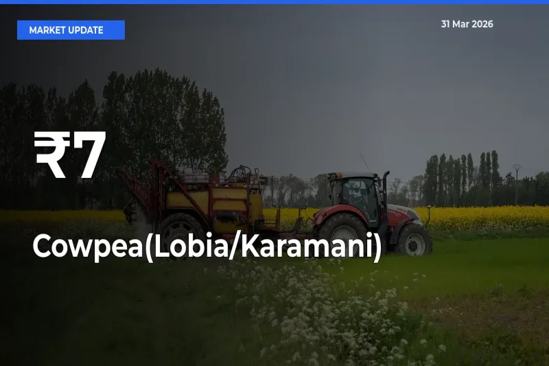 Multi-Mandi Trend Emerges as Cowpea(Lobia/Karamani) Prices Shift Across Key Markets
