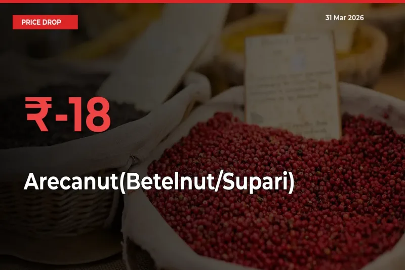 Sudden Shock! Arecanut(Betelnut/Supari) Drops 17.53% in 24 Hours at Top Mandis
