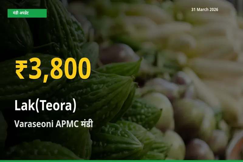किसानों के लिए खुशखबरी! Varaseoni APMC में लाक(टेओरा) के दाम रिकॉर्ड स्तर पर