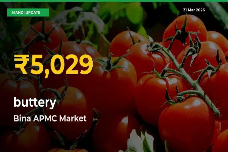 buttery Hits Fresh High in Bina APMC Today