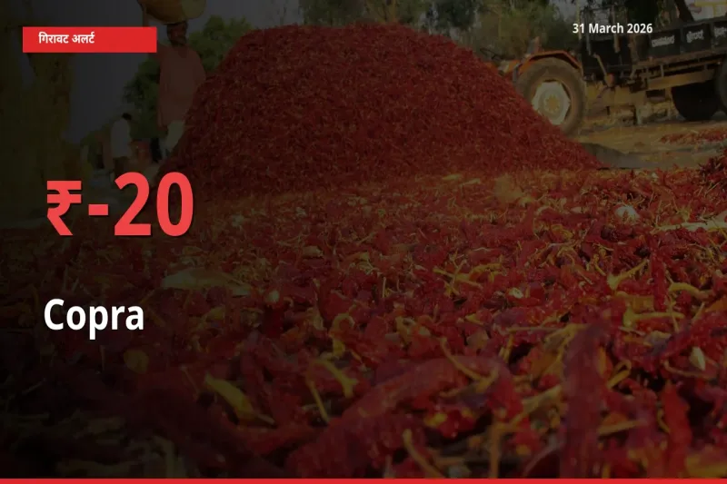 बाज़ार संकेत: सूखा नारियल के भाव मंडी में 20.49% नीचे