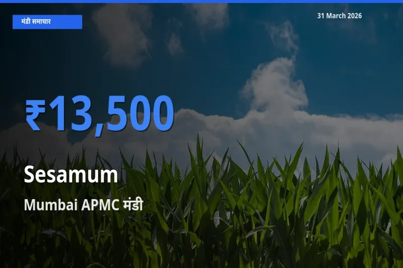 Mumbai APMC मंडी में तिल (गिंगेली) ₹13,500 पर पहुँचा – आज का सर्वोच्च भाव