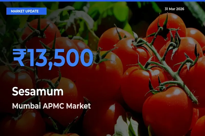 Farmers Prefer Mumbai APMC as Sesamum Hits Highest Rate