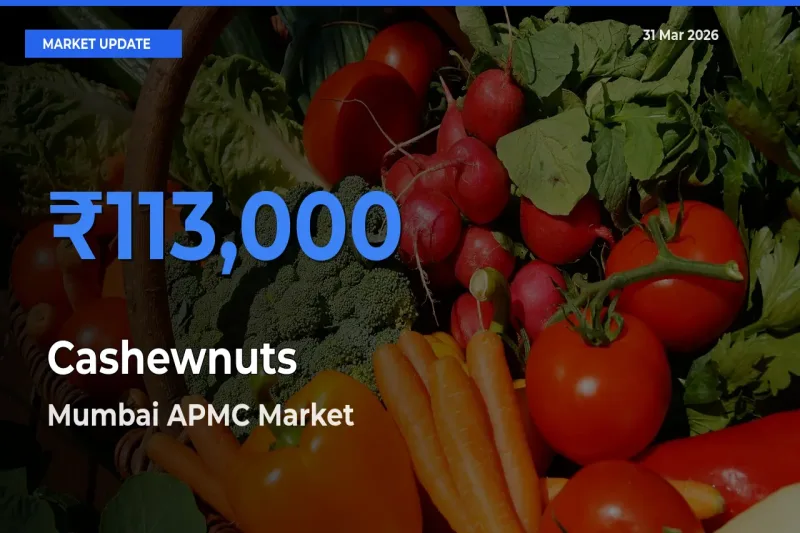 Farmers Prefer Mumbai APMC as Cashewnuts Hits Highest Rate