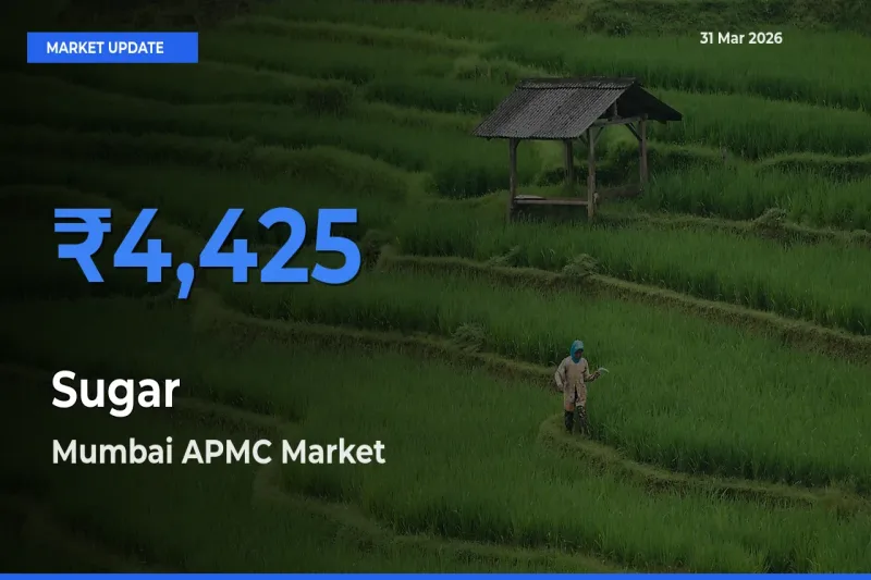 Mumbai APMC Leads as Top Mandi for Sugar Prices