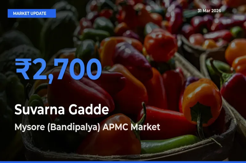 Farmers Prefer Mysore (Bandipalya) APMC as Suvarna Gadde Hits Highest Rate
