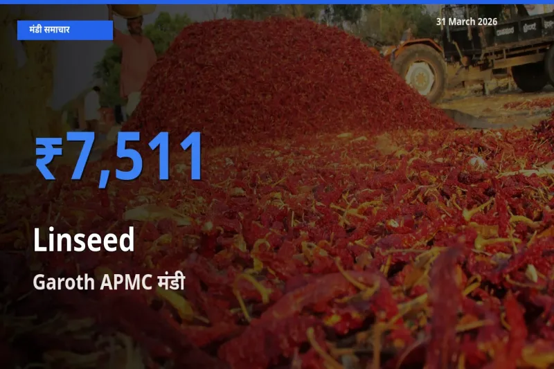 किसानों की पसंद बना Garoth APMC, अलसी के सबसे अच्छे दाम