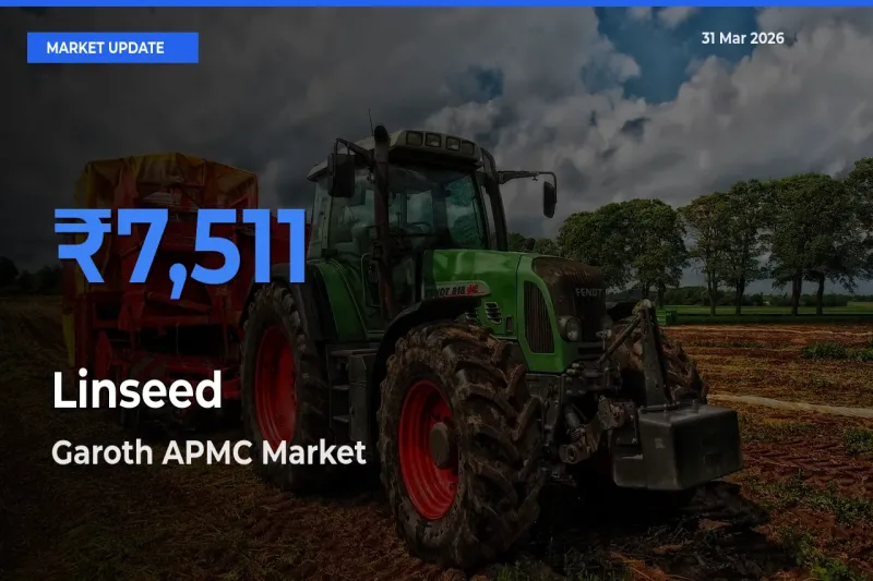 Garoth APMC Records Highest ₹7,511 Rate for Linseed